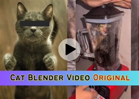 cat in blender video reddit|Cat in a Blender